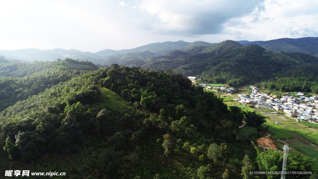 茶山茶树