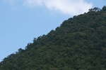 茶山茶树