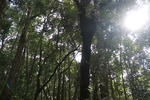 茶山茶树