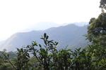 茶山茶树