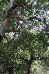 茶山茶树