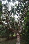 茶山茶树