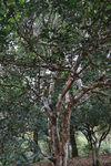 茶山茶树
