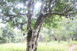 茶山茶树