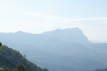 茶山茶树