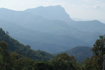 茶山茶树