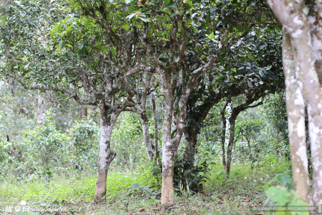 茶山茶树