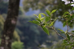 茶树