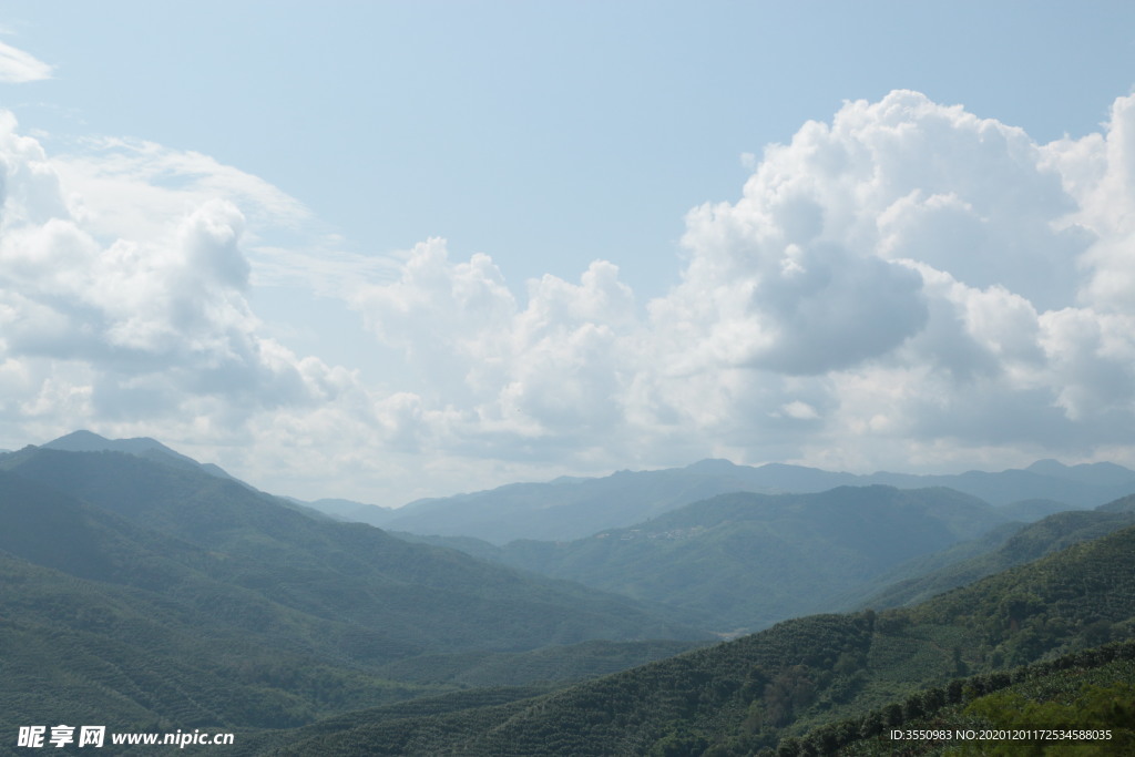 高山云雾茶山