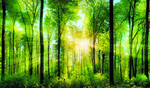 阳光穿越树林森林背景装饰图
