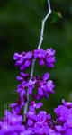 紫藤萝花