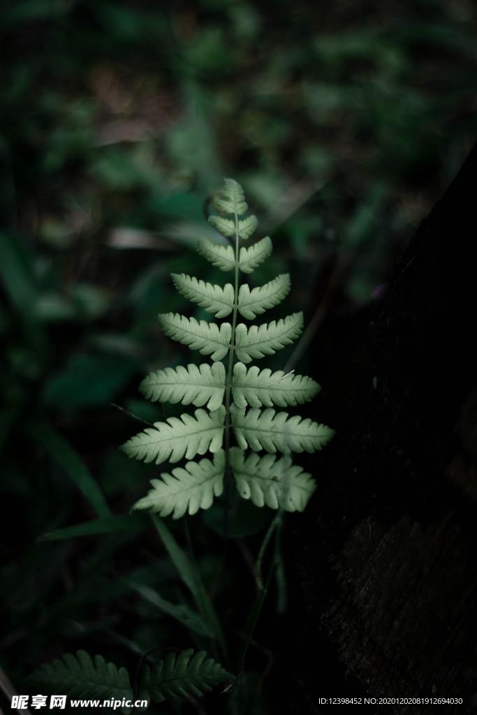 野外的蕨草