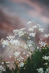 花卉