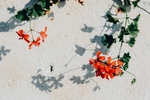 花卉