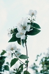 花卉