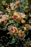 花卉