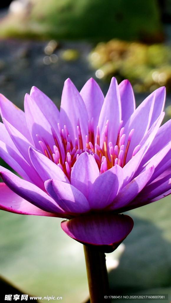 花卉