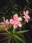 花卉