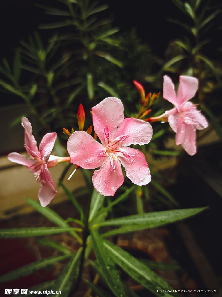 花卉