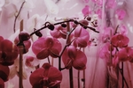 花卉