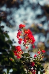 花卉