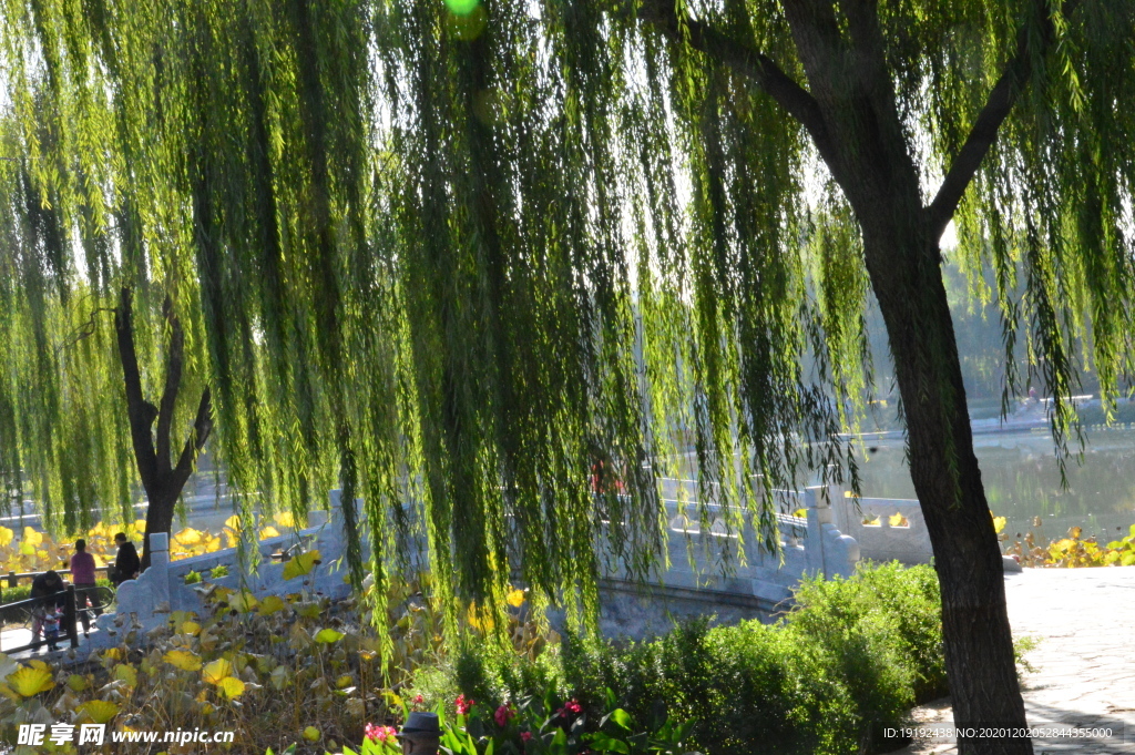 园林风景