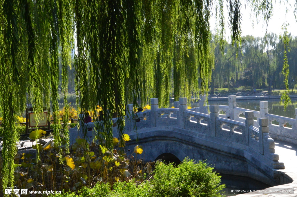 荷塘风景