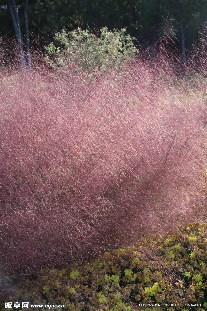 粉黛乱子草