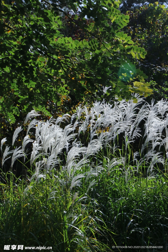 荻草风景