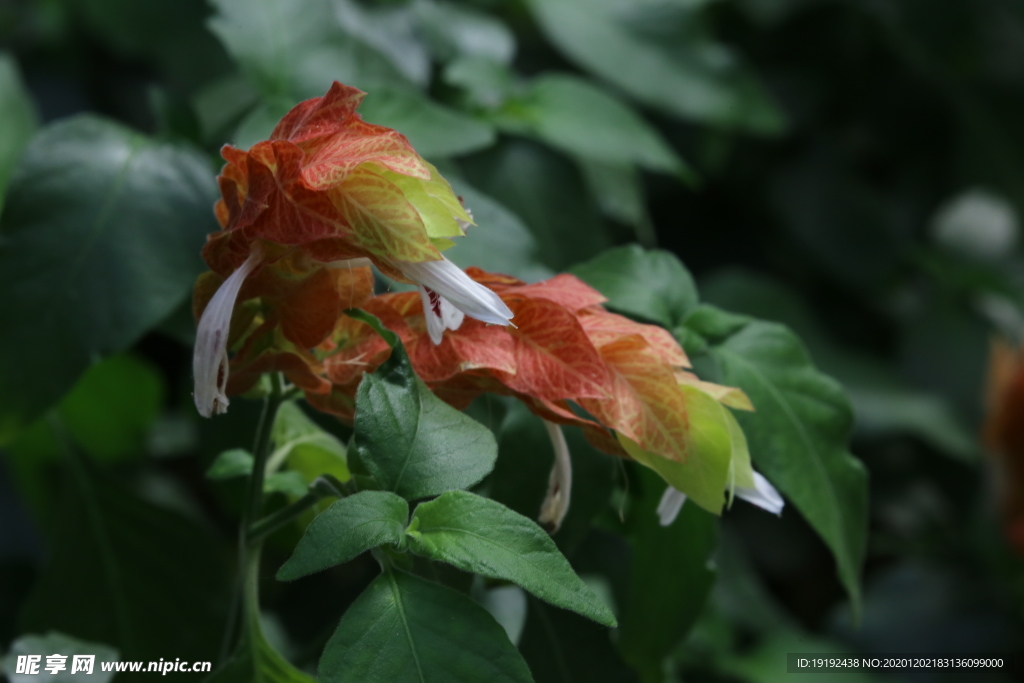 虾衣花
