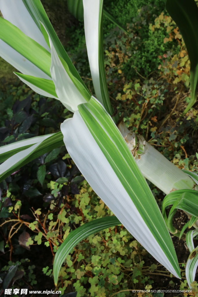 观叶植物