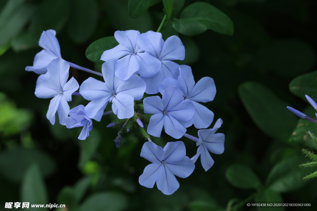 蓝雪花