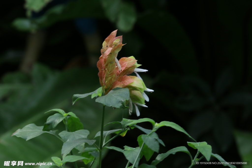 虾衣花