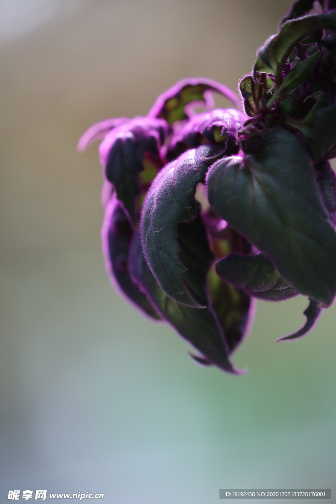 紫鹅绒
