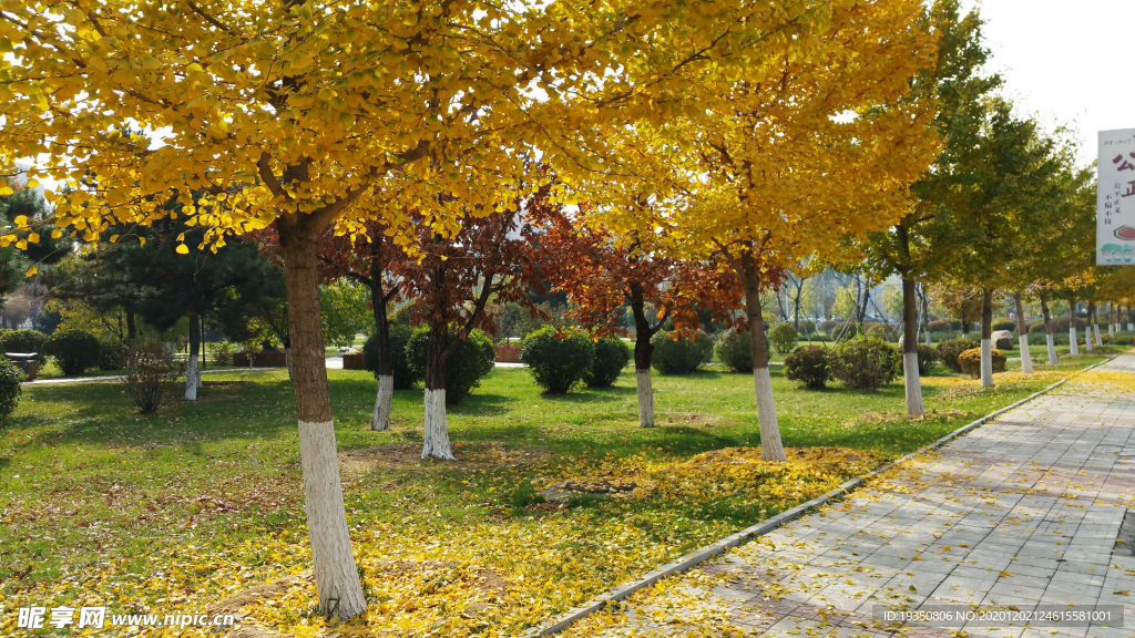 秋天路边的银杏树黄叶和落叶