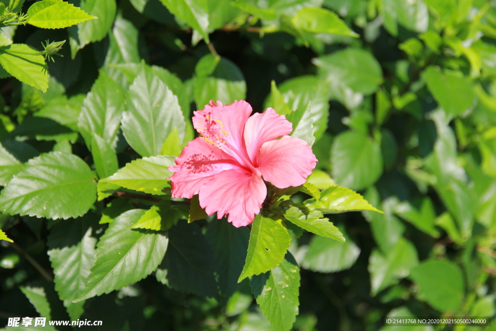 鲜花花朵花卉