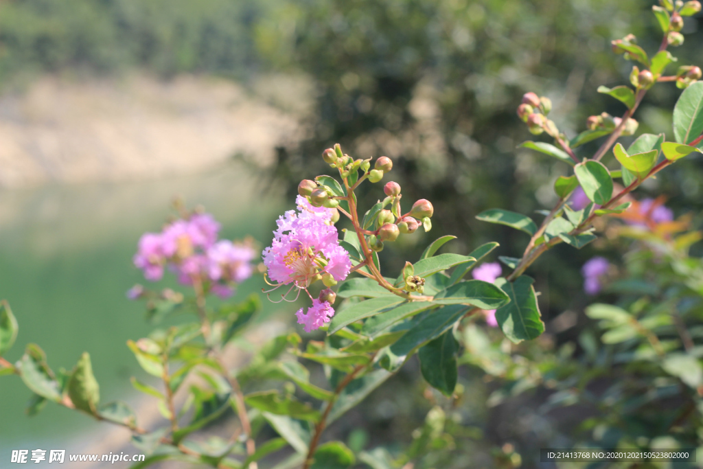 鲜花花朵花卉