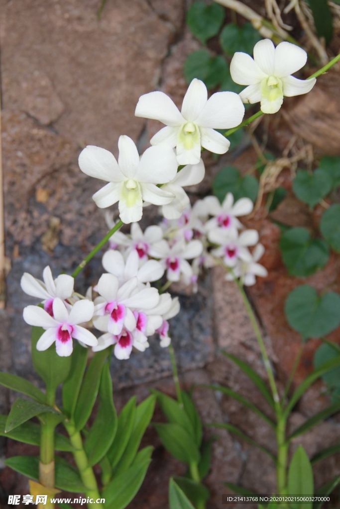 鲜花花朵花卉