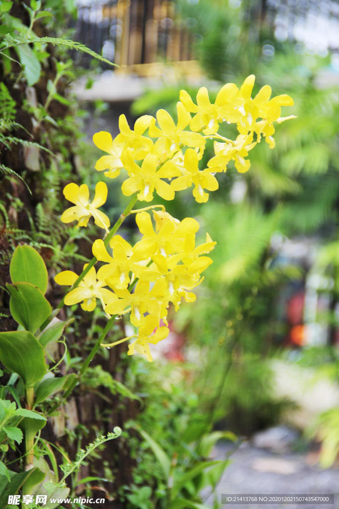 鲜花花朵花卉