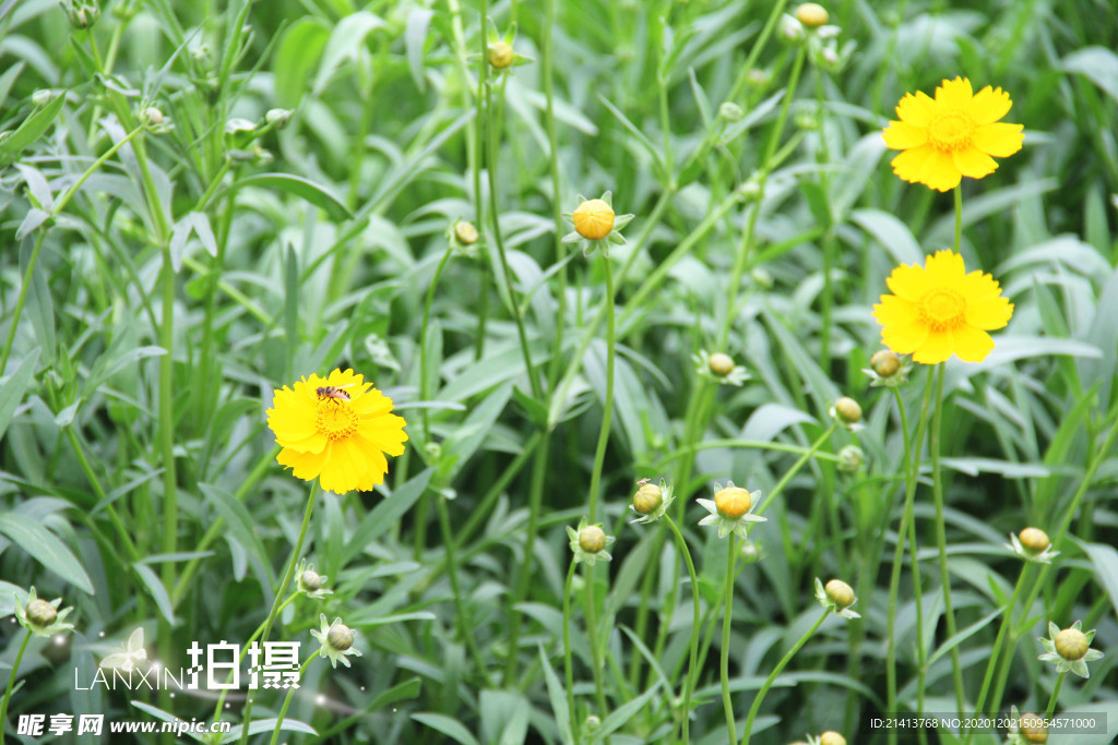 鲜花花朵花卉
