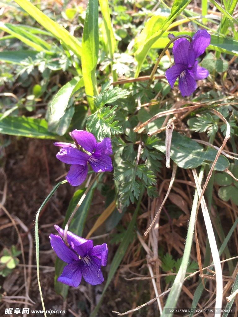 鲜花花朵花卉