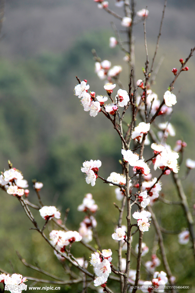 鲜花花朵花卉