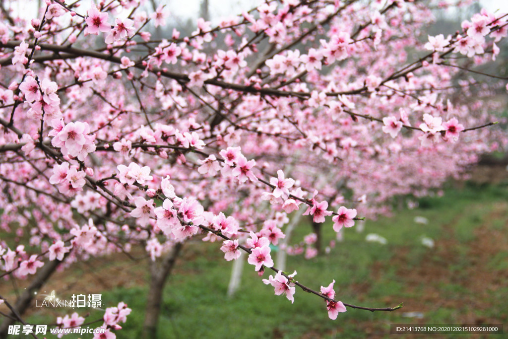 鲜花花朵花卉