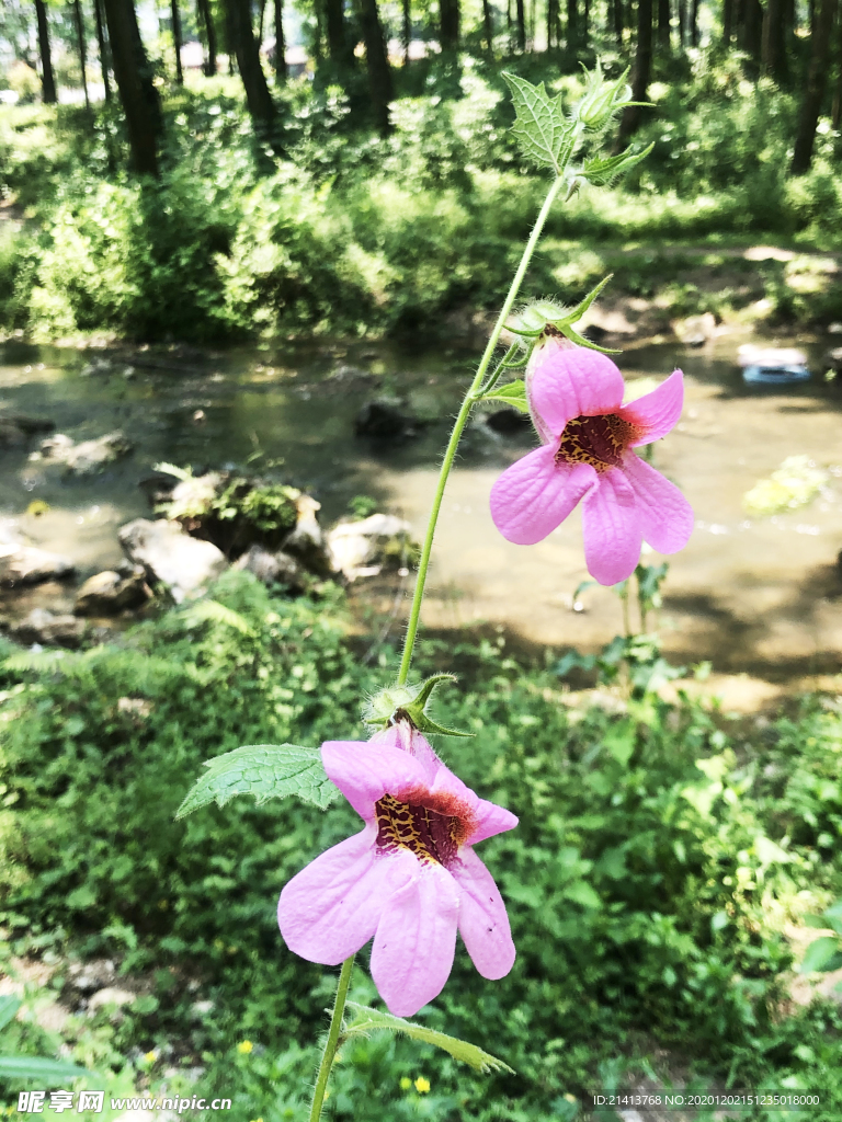 鲜花花朵花卉