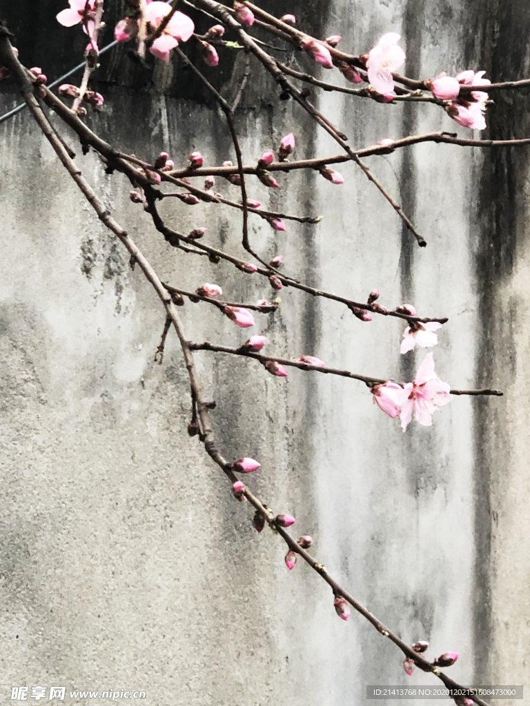 鲜花花朵花卉