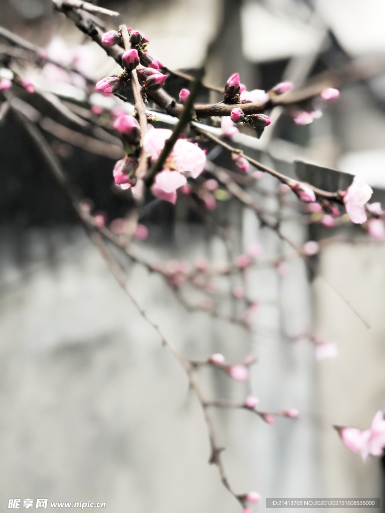 鲜花花朵花卉