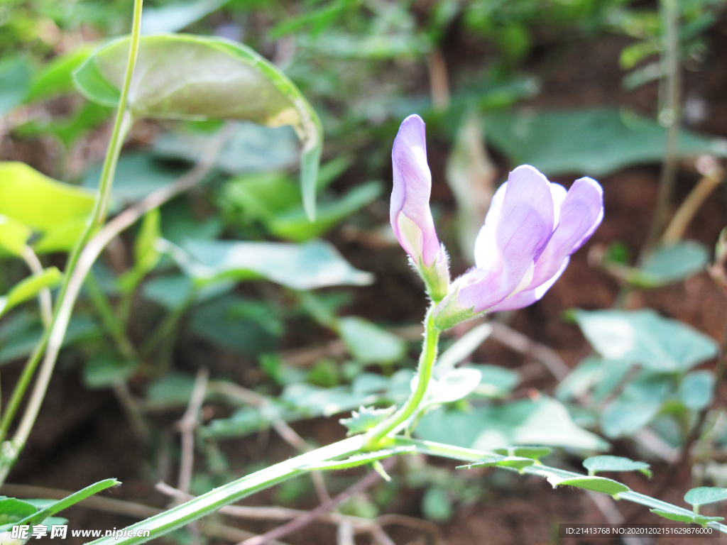 鲜花花朵花卉