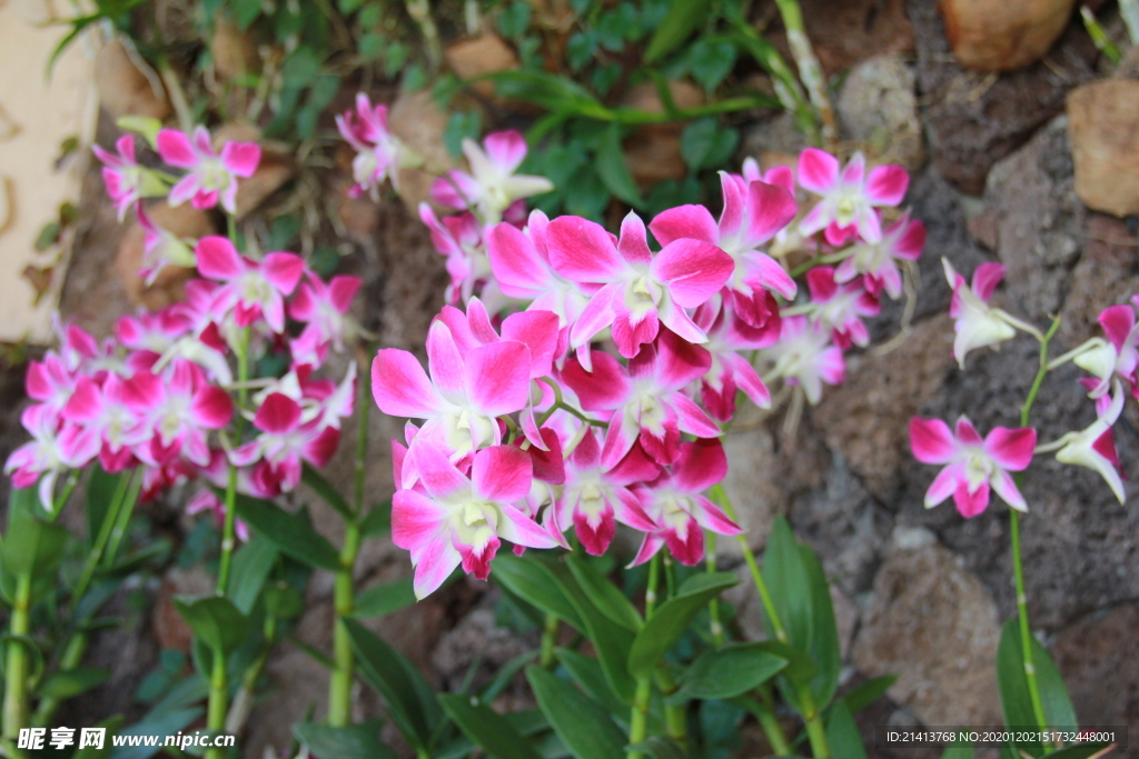 鲜花花朵花卉