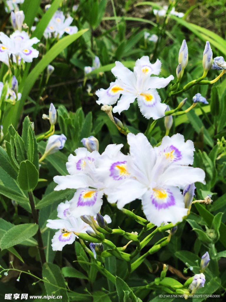 鲜鲜花花朵花卉