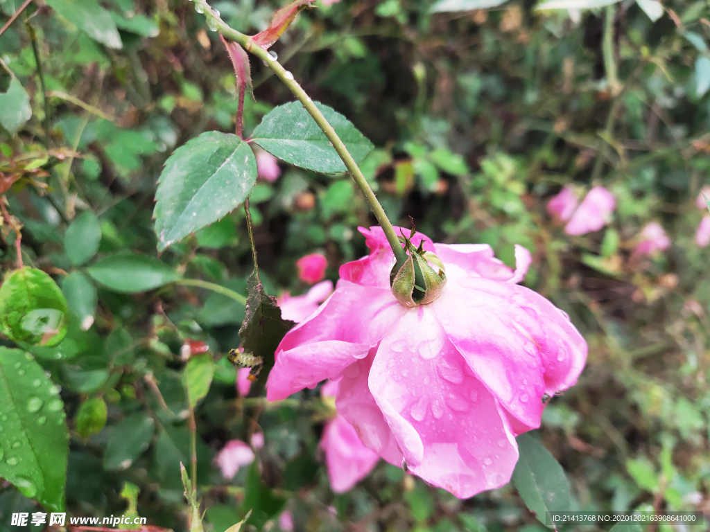 月季花朵花卉